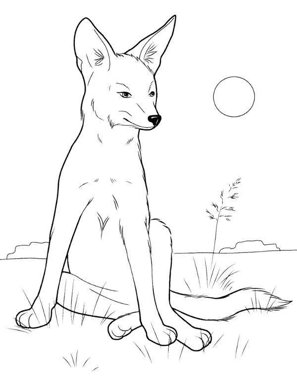 Dingo kolorowanka - Ausmalbild zum Ausdrucken