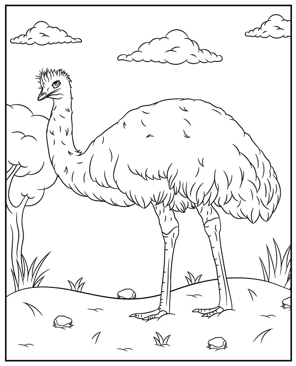 Emu zwierzę Australia kolorowanka do druku