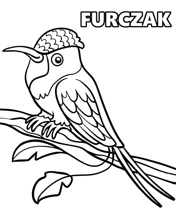Furczak koliber kolorowanka z ptakiem - Ausmalbild zum Ausdrucken