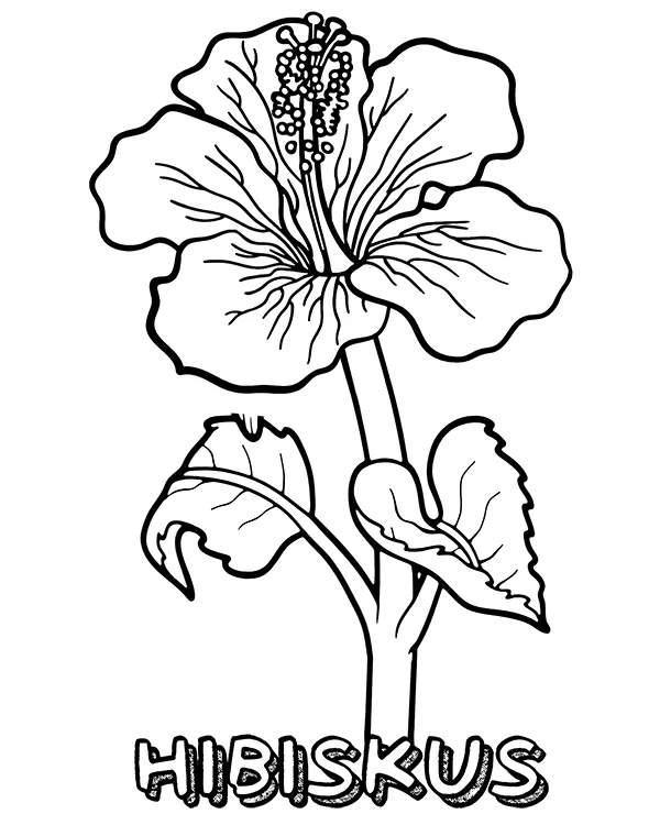 Hibiskus kwiat i nazwa kolorowanka - Ausmalbild zum Ausdrucken