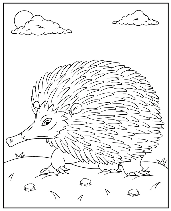 Kolczatka australijska kolorowanka zwierzeta australia - Ausmalbild zum Ausdrucken