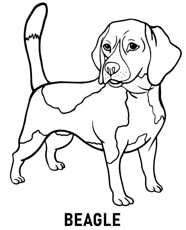 Kolorowanka Rasa Beagle Pies do druku