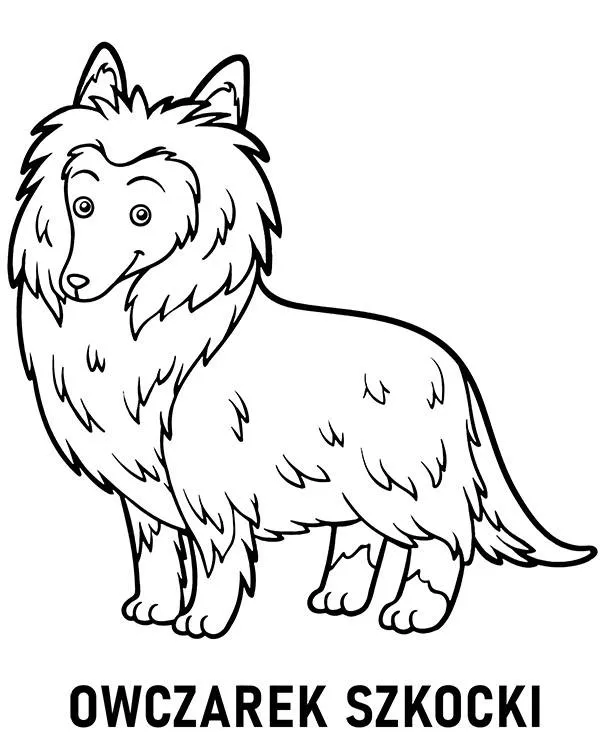 Kolorowanka owczarek szkocki collie do druku
