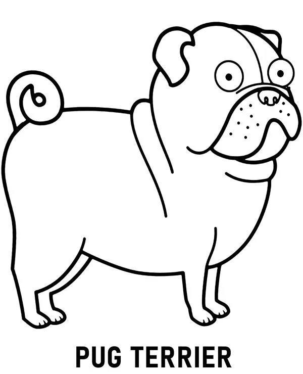 Kolorowanka rasa pies pug terrier - Ausmalbild zum Ausdrucken