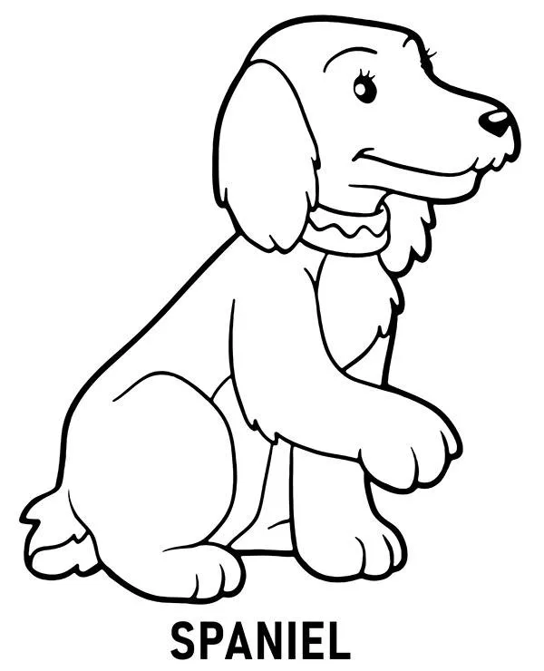 Kolorowanka spaniel do druku dla dzieci