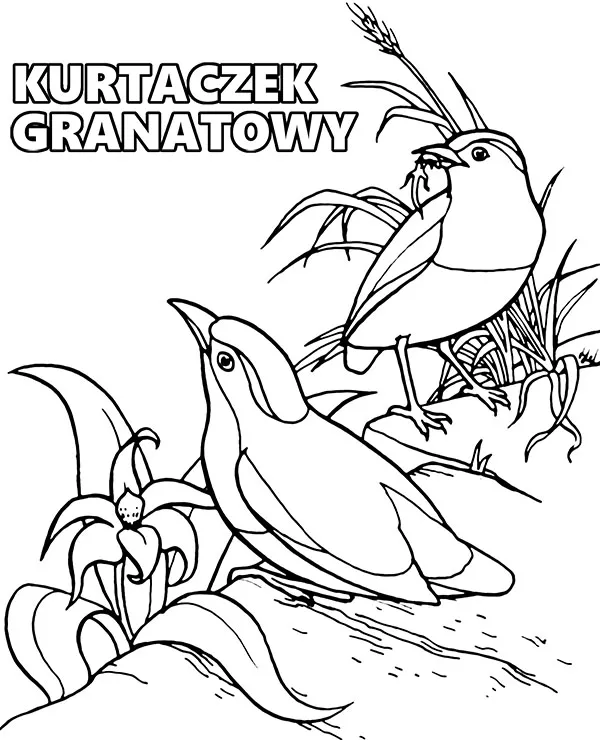 Kurtaczek granatowy z ptakiem kolorowanka