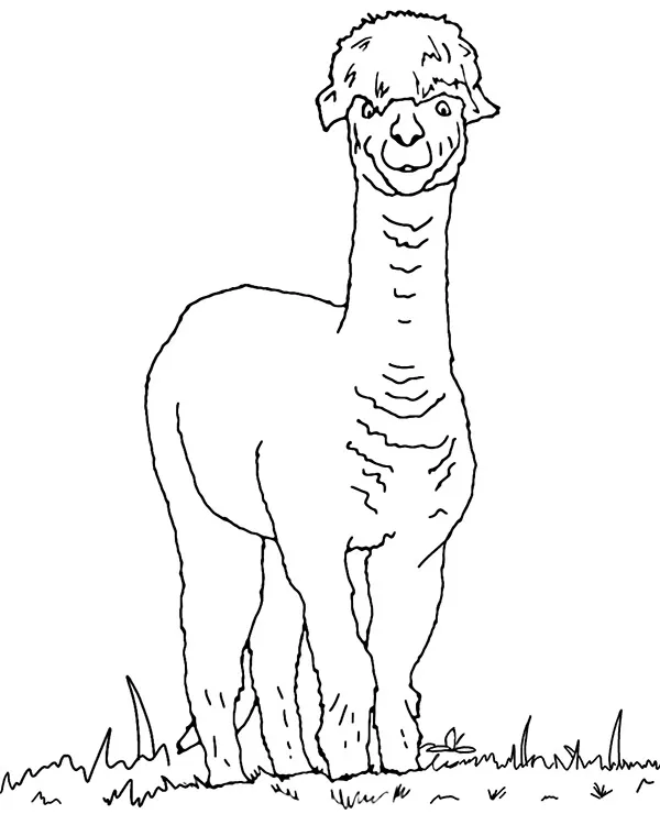 Lama alpaka kolorowanka zwierzeta ameryki poludniowej - Ausmalbild zum Ausdrucken