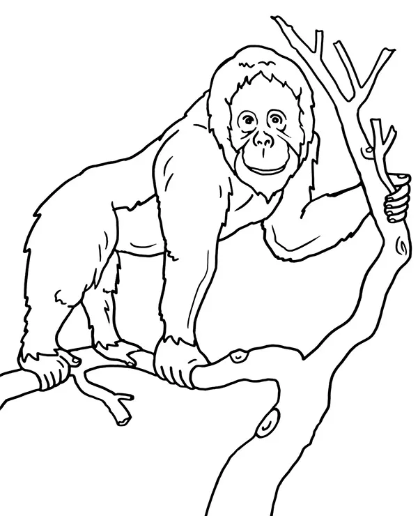 Malpa orangutan kolorowanka zwierzeta azji - Ausmalbild zum Ausdrucken