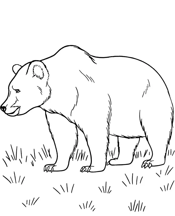 Niedźwiedź grizzly kolorowanka do druku