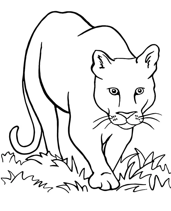 Puma kolorowanka zwierzęta Ameryki do druku