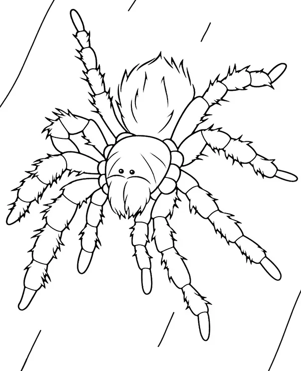 Kolorowanka dla dzieci Tarantula pająk