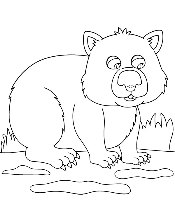 Wombat zwierzęta Australii kolorowanka do druku